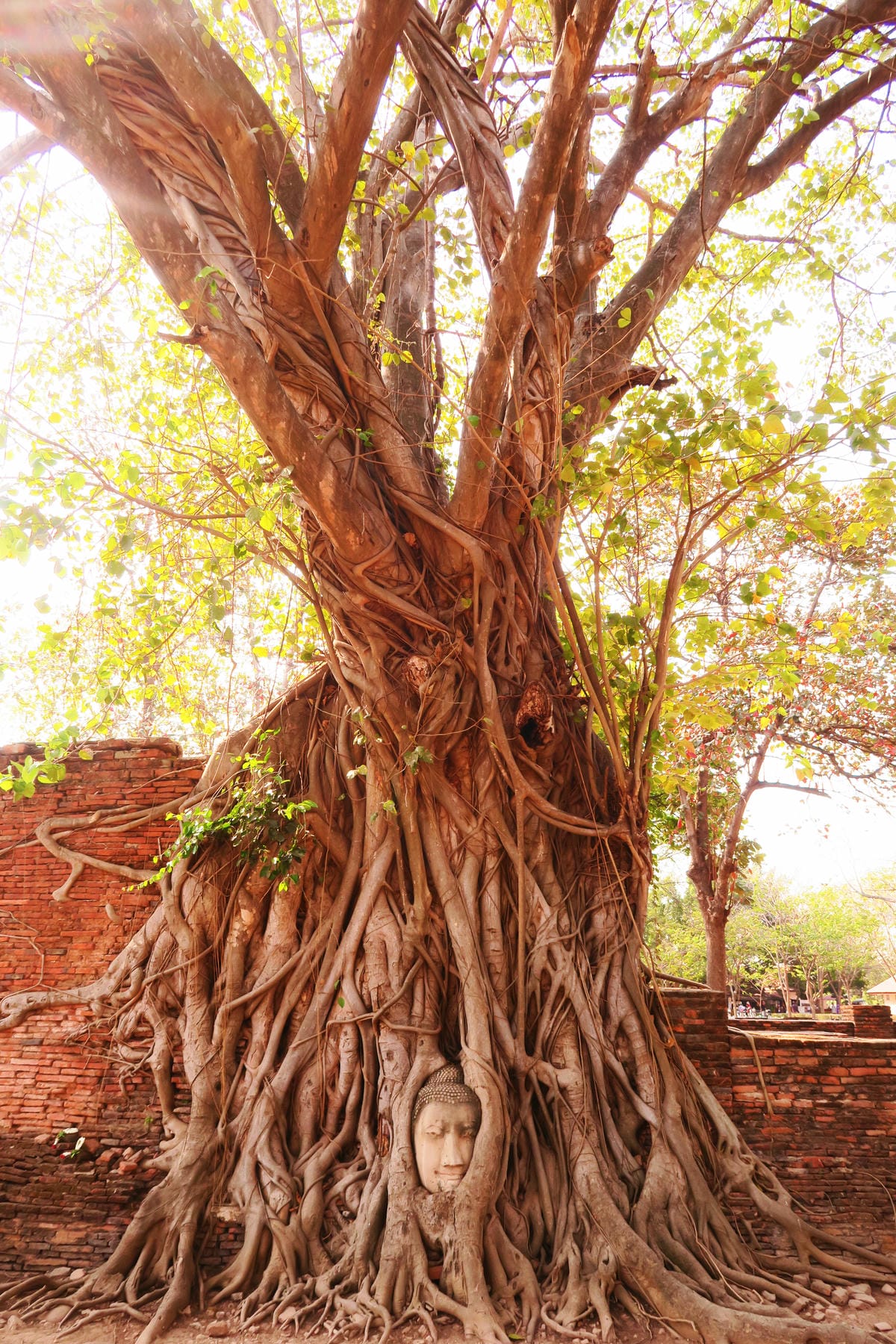 【泰國|大城】古都大城Ayutthaya一日遊行程安排!必知 【泰國|大城】古都大城Ayutthaya一日遊行程安排!必知