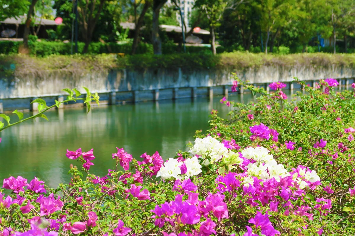 【泰國|曼谷】曼谷秘境!在市區中最美的公園 Benjakit 【泰國|曼谷】曼谷秘境!在市區中最美的公園 Benjakit