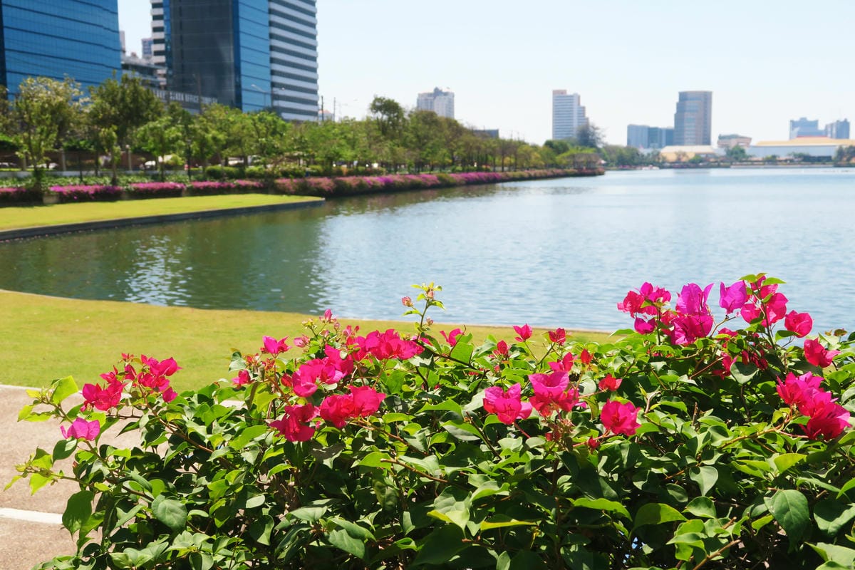 【泰國|曼谷】曼谷秘境!在市區中最美的公園 Benjakit 【泰國|曼谷】曼谷秘境!在市區中最美的公園 Benjakit