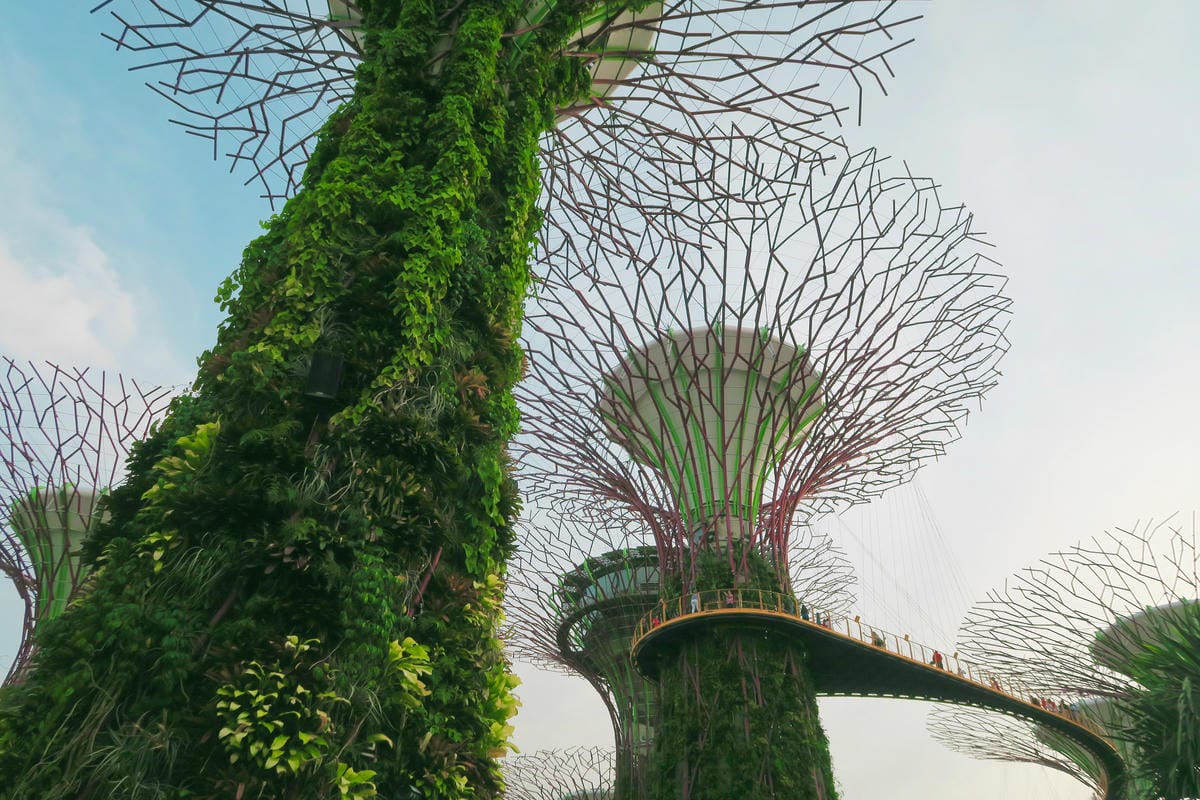 【新加坡自由行】濱海超級樹Supertree Grove五大 【新加坡自由行】濱海超級樹Supertree Grove五大