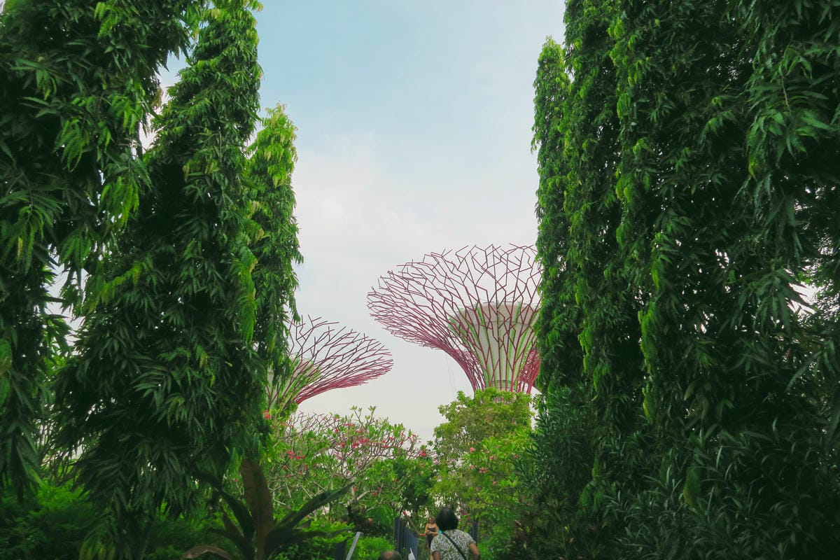 【新加坡自由行】濱海超級樹Supertree Grove五大 【新加坡自由行】濱海超級樹Supertree Grove五大