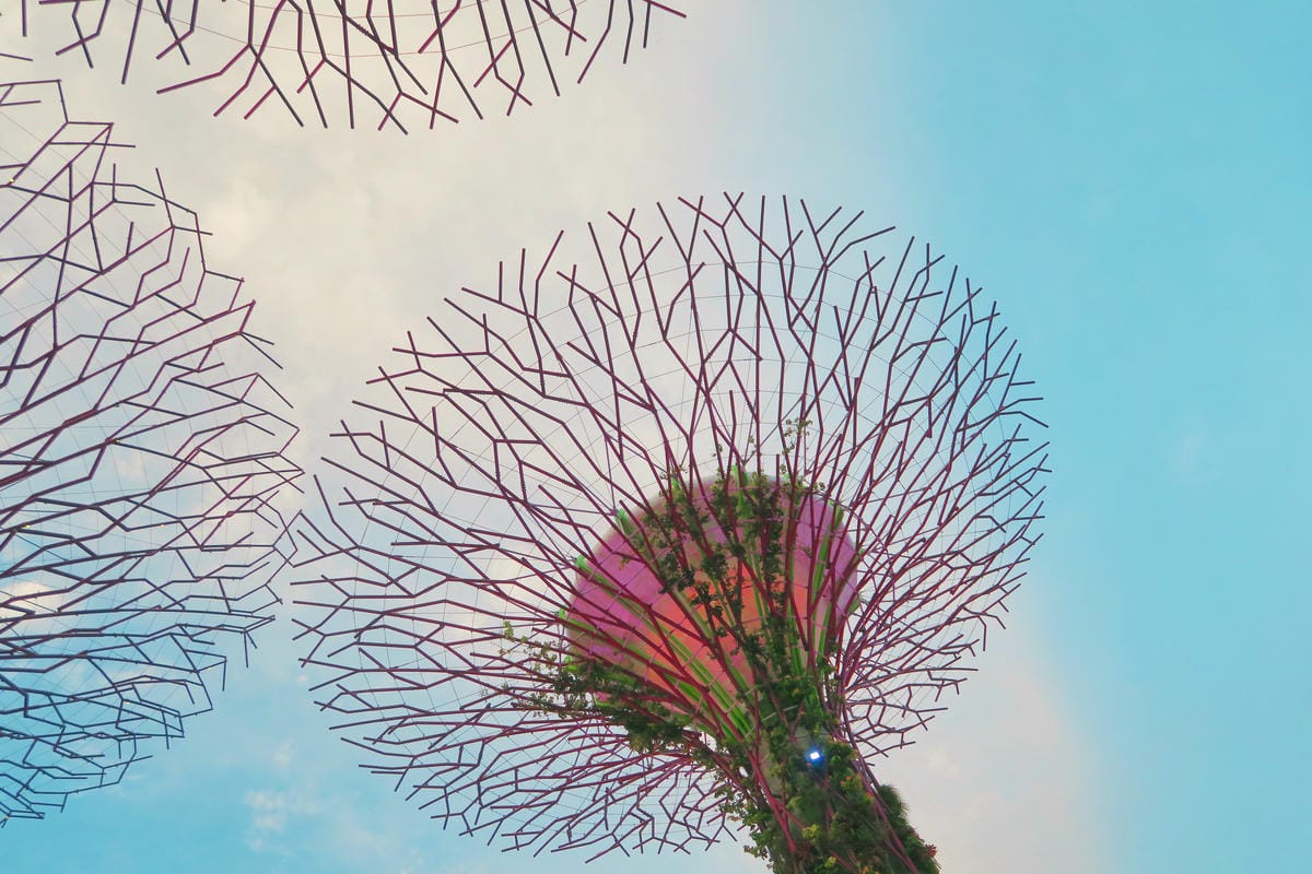 【新加坡自由行】濱海超級樹Supertree Grove五大 【新加坡自由行】濱海超級樹Supertree Grove五大