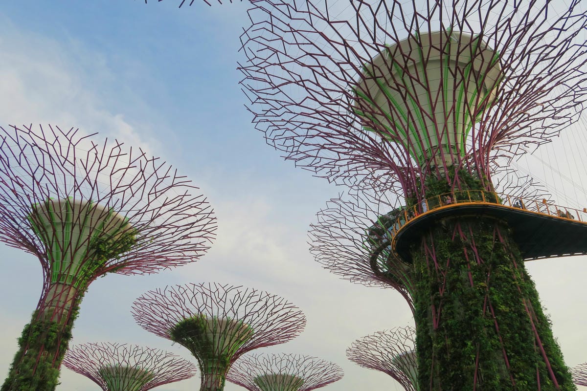【新加坡自由行】濱海超級樹Supertree Grove五大 【新加坡自由行】濱海超級樹Supertree Grove五大
