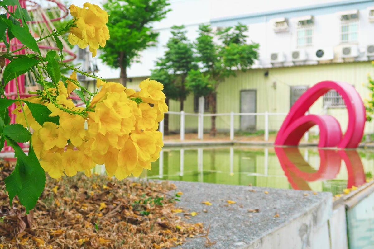 【台灣|彰化】夏秋之交限定!不用到日本也能感受粉紅世界 北斗 【台灣|彰化】夏秋之交限定!不用到日本也能感受粉紅世界 北斗