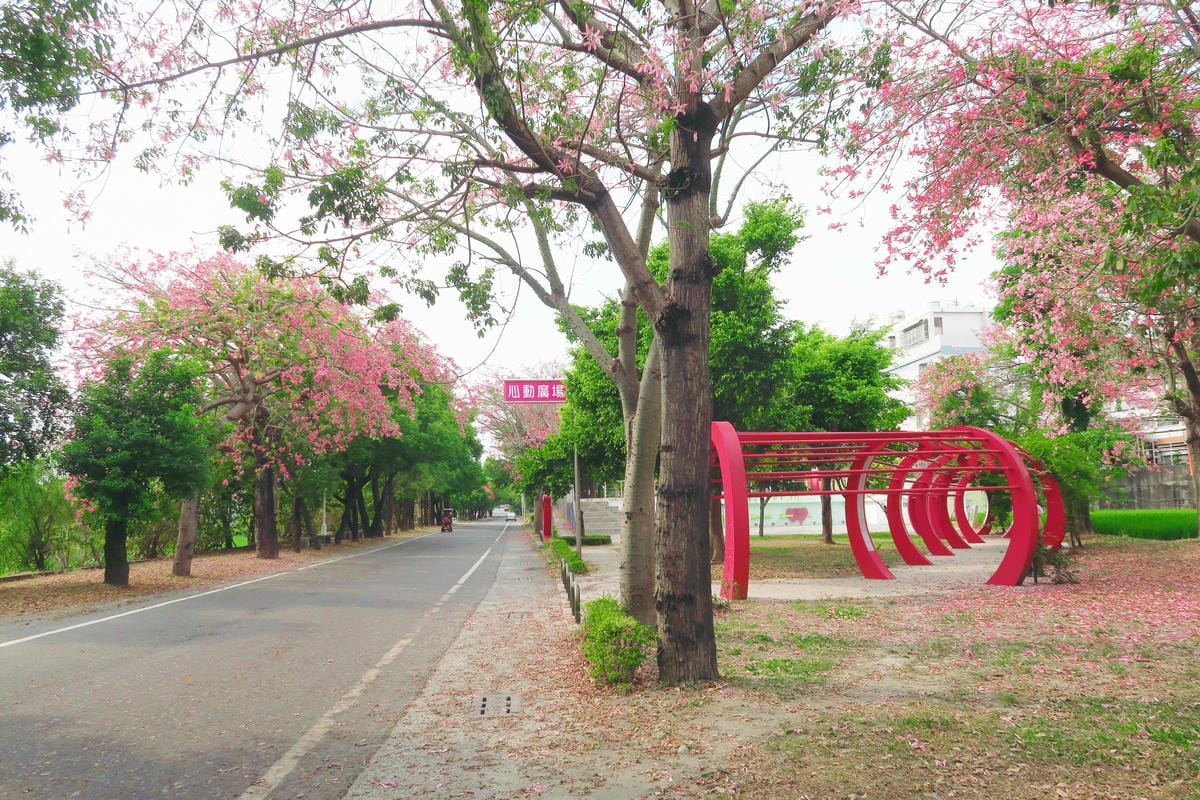 【台灣|彰化】夏秋之交限定!不用到日本也能感受粉紅世界 北斗 【台灣|彰化】夏秋之交限定!不用到日本也能感受粉紅世界 北斗