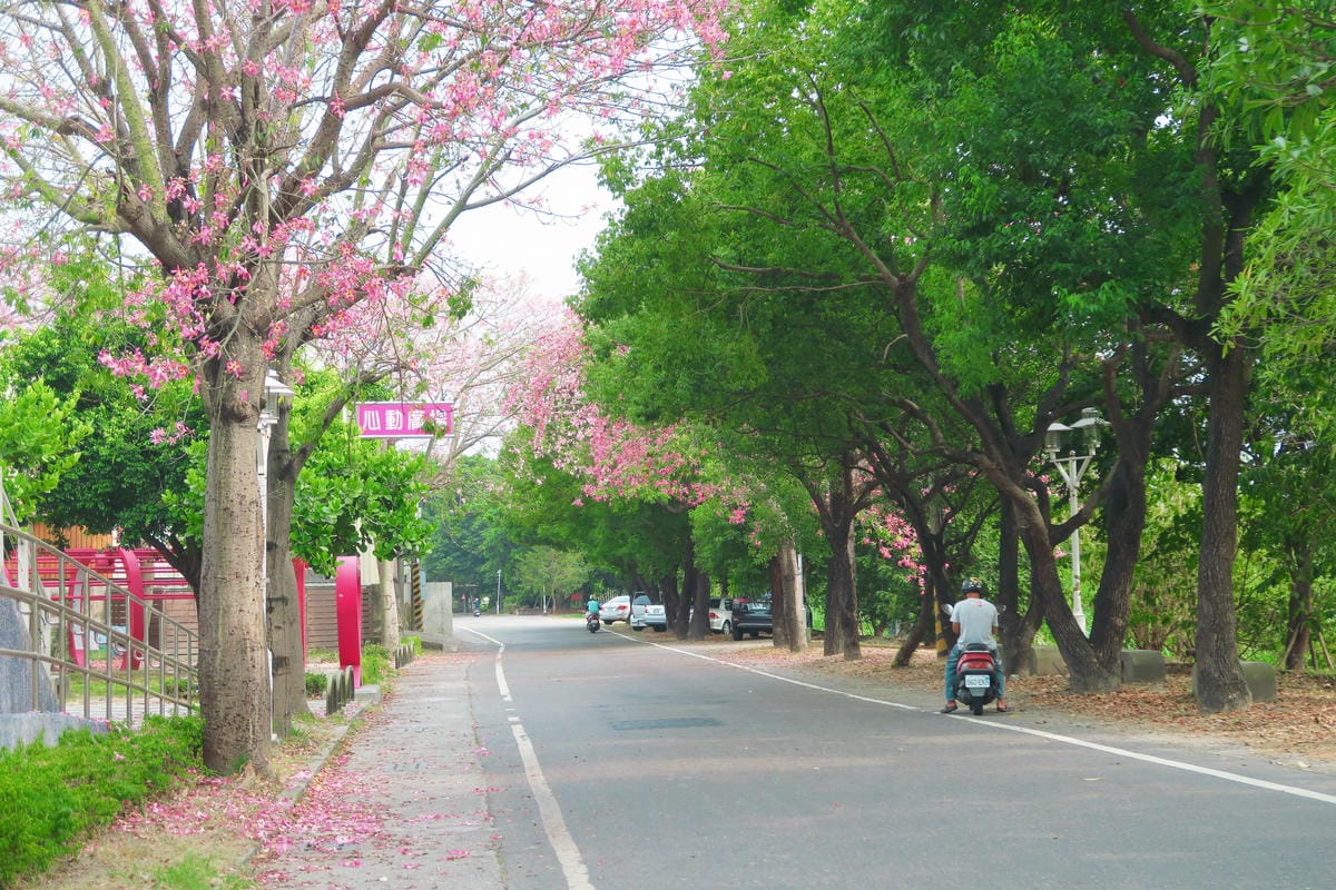 【台灣|彰化】夏秋之交限定!不用到日本也能感受粉紅世界 北斗 【台灣|彰化】夏秋之交限定!不用到日本也能感受粉紅世界 北斗