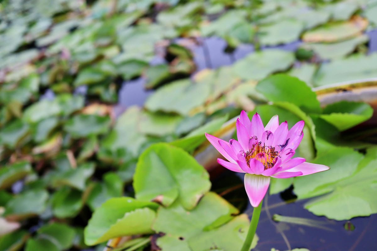 【台南|六甲】林鳳營牧場+周邊深度一日遊旅行路線推薦!八個人 【台南|六甲】林鳳營牧場+周邊深度一日遊旅行路線推薦!八個人