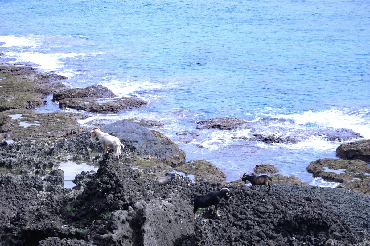 【蘭嶼】太平洋上遺世獨立的珍珠:蘭嶼朗島部落深度文化小旅行| 【蘭嶼】太平洋上遺世獨立的珍珠:蘭嶼朗島部落深度文化小旅行|