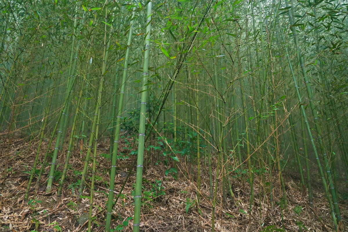 【桃園｜復興】捲起衣袖上山砍竹子去！泰雅族卡普部落 桂竹一日