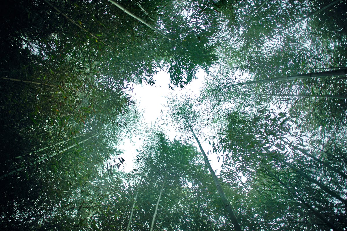 【桃園｜復興】捲起衣袖上山砍竹子去！泰雅族卡普部落 桂竹一日