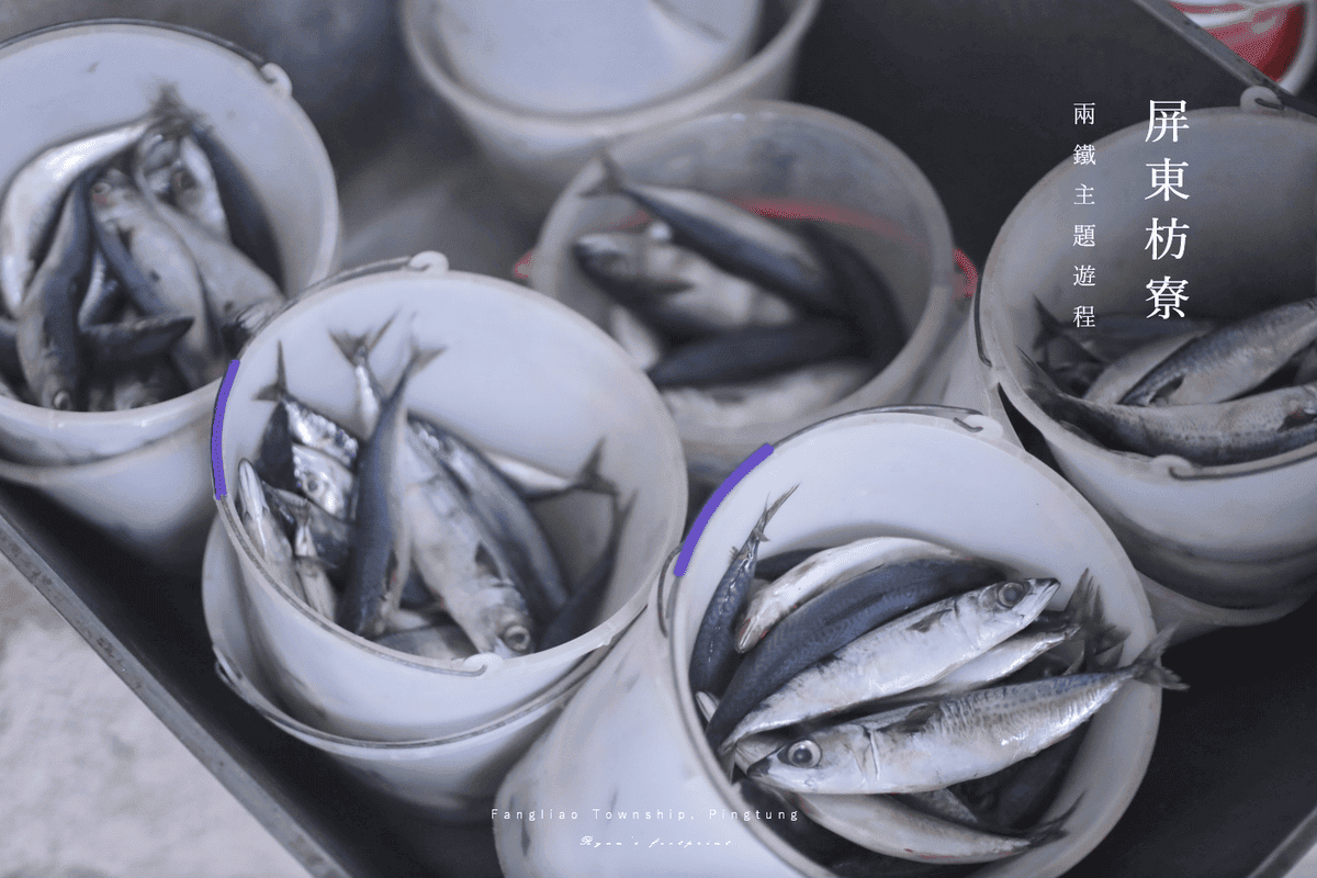屏東枋寮 旅遊景點推薦 新龍社區 龍膽石斑餵食.png