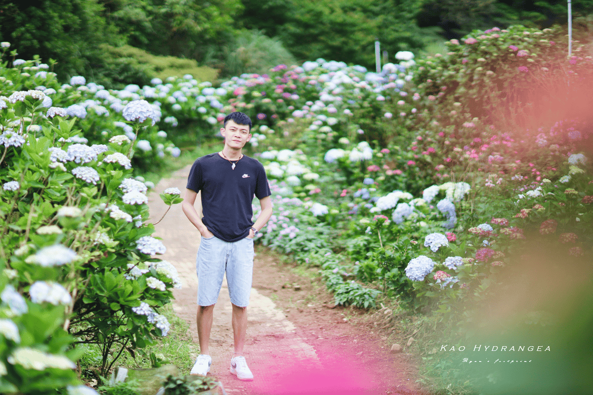 繡球花拍位置.png