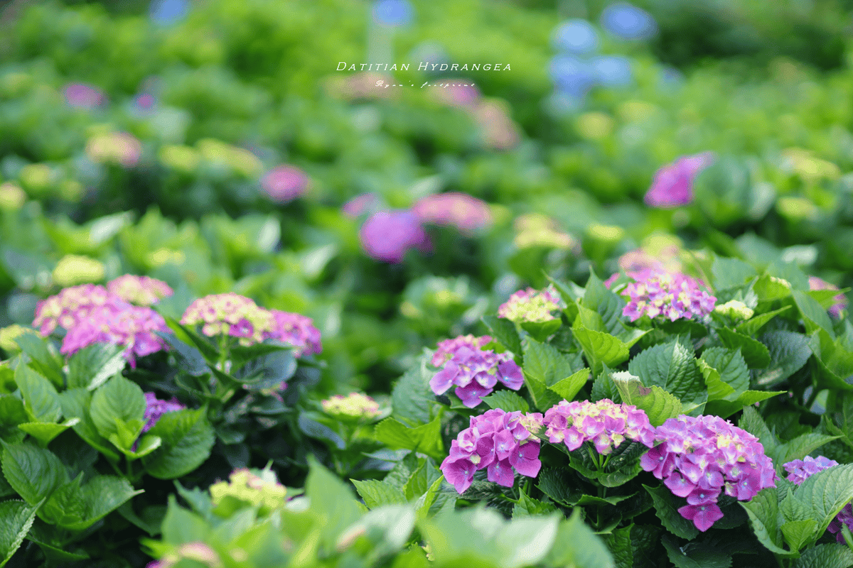 大梯田繡球花花期什麼時候.png