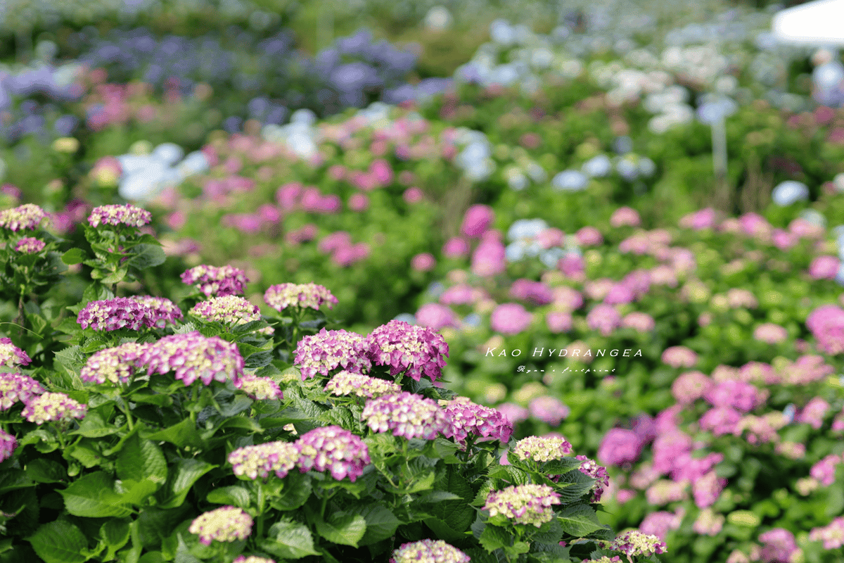 陽明山 高家繡球花.png