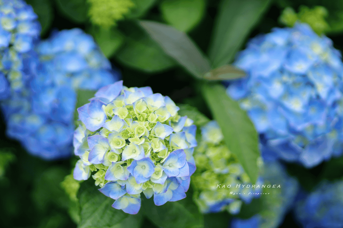 陽明山景點 高家繡球花.png