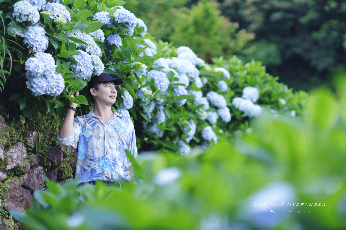 繡球花花語.png