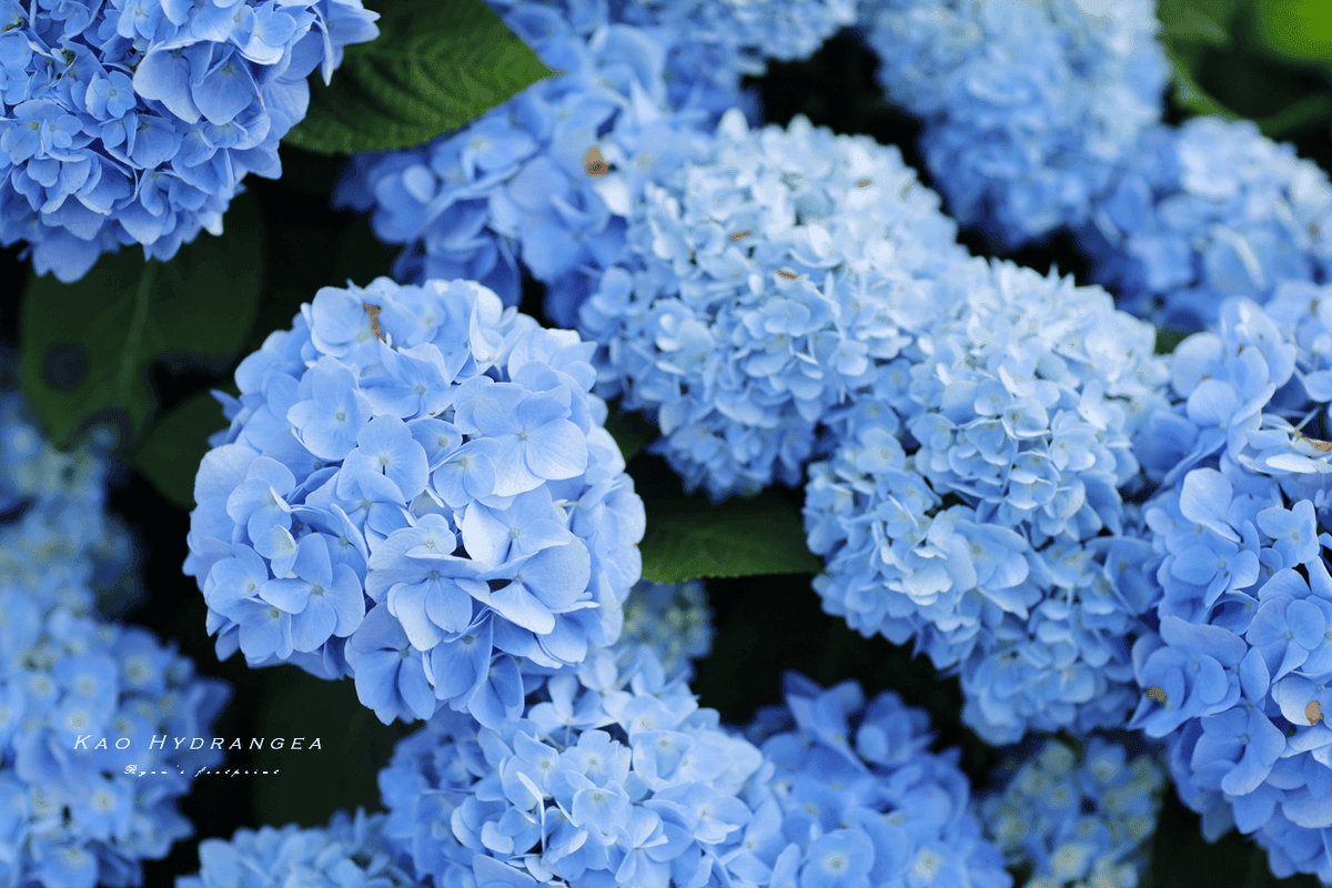 高家繡球花花期什麼時候.png