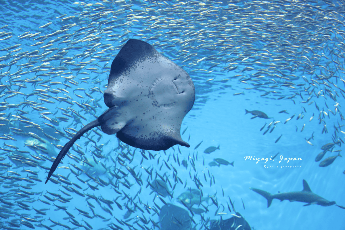 仙台海洋森林水族館.png 仙台海洋森林水族館.png