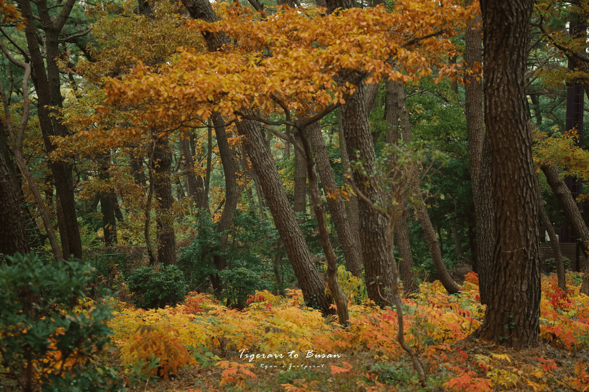 松島紅葉.png 松島紅葉.png