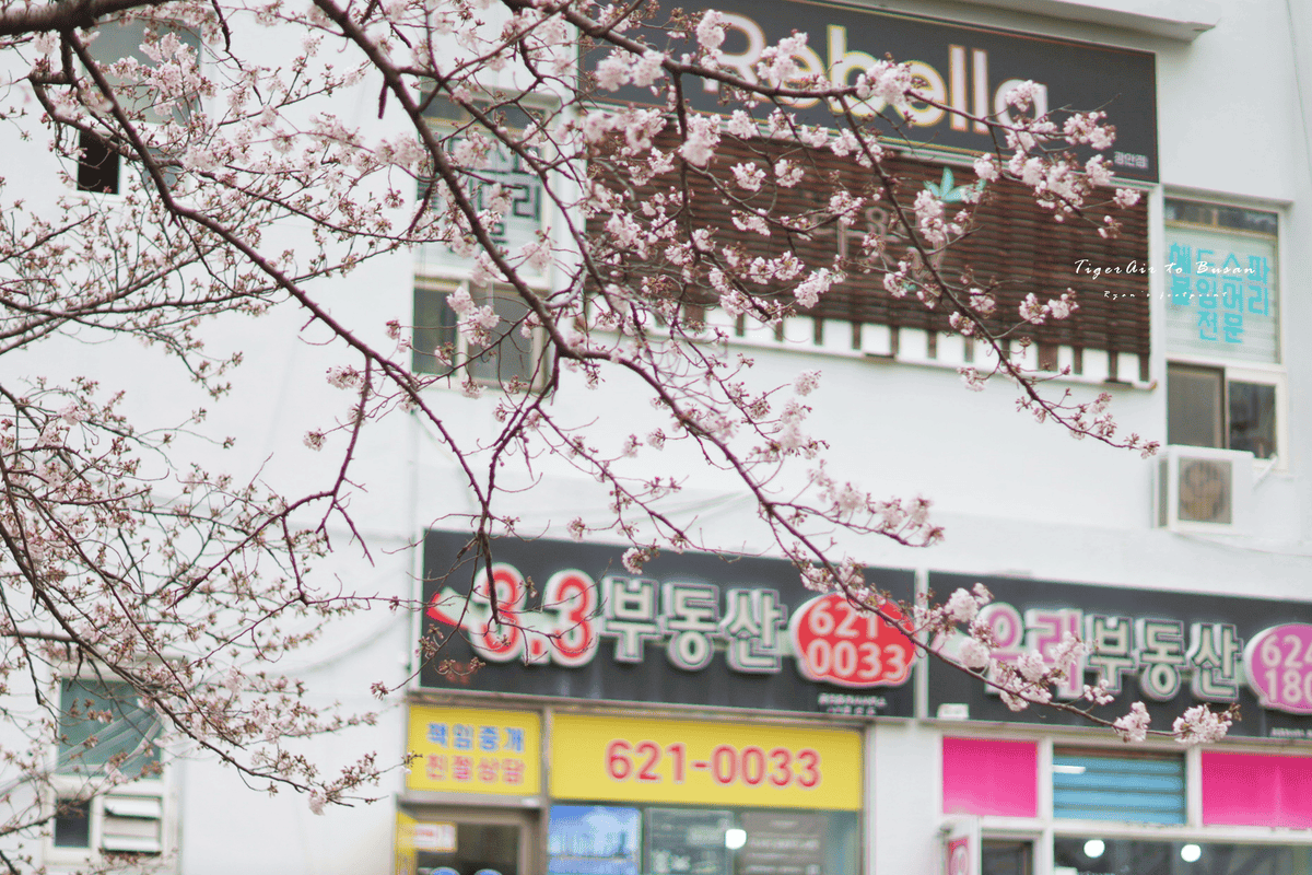 南川洞櫻花路 半日遊.png