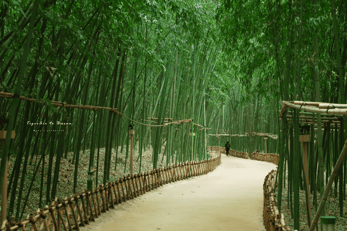 太和江國家庭園十里竹林.png