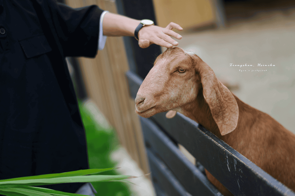 廢物媽媽育兒農場 動物.png