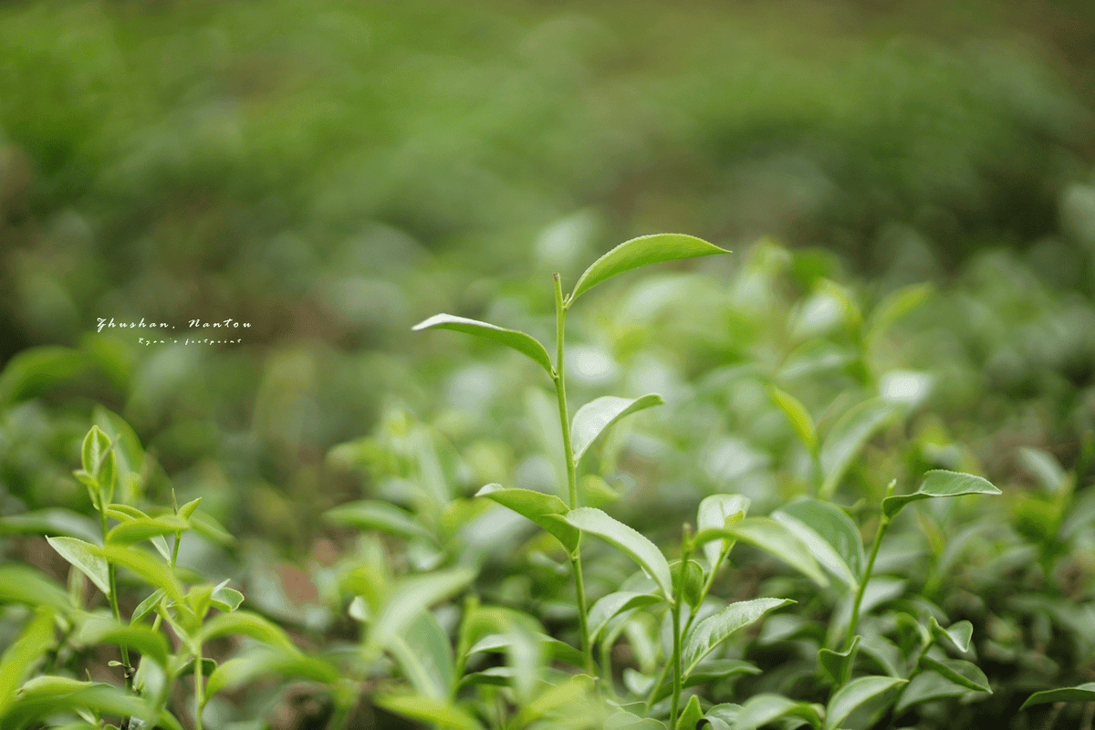 竹山 茶園.png 竹山 茶園.png