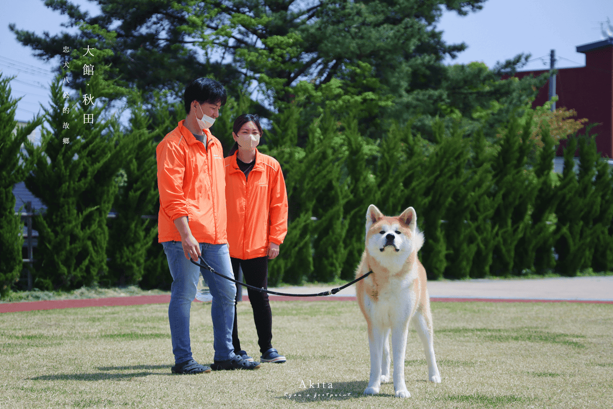 大館 秋田犬.png