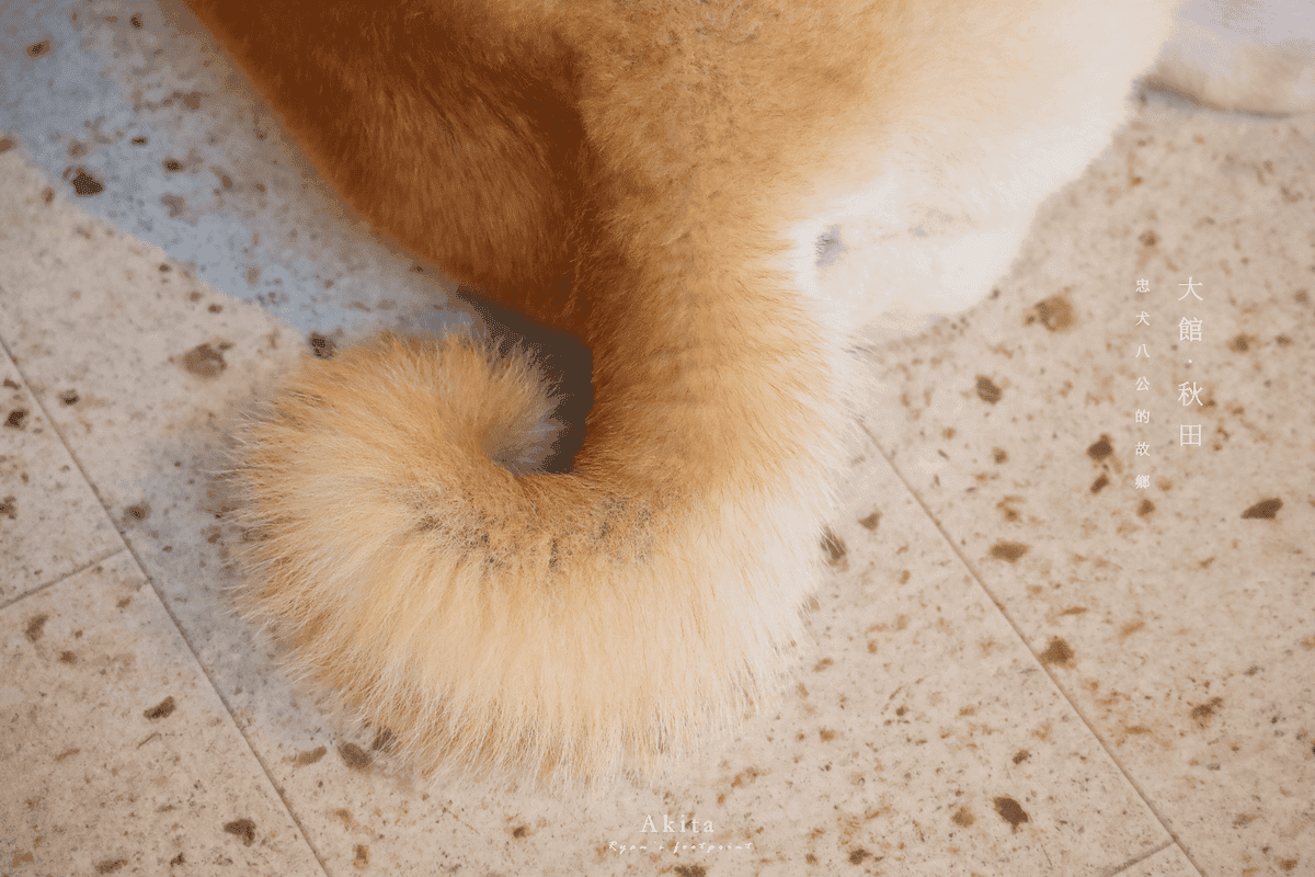 秋田 秋田犬.png