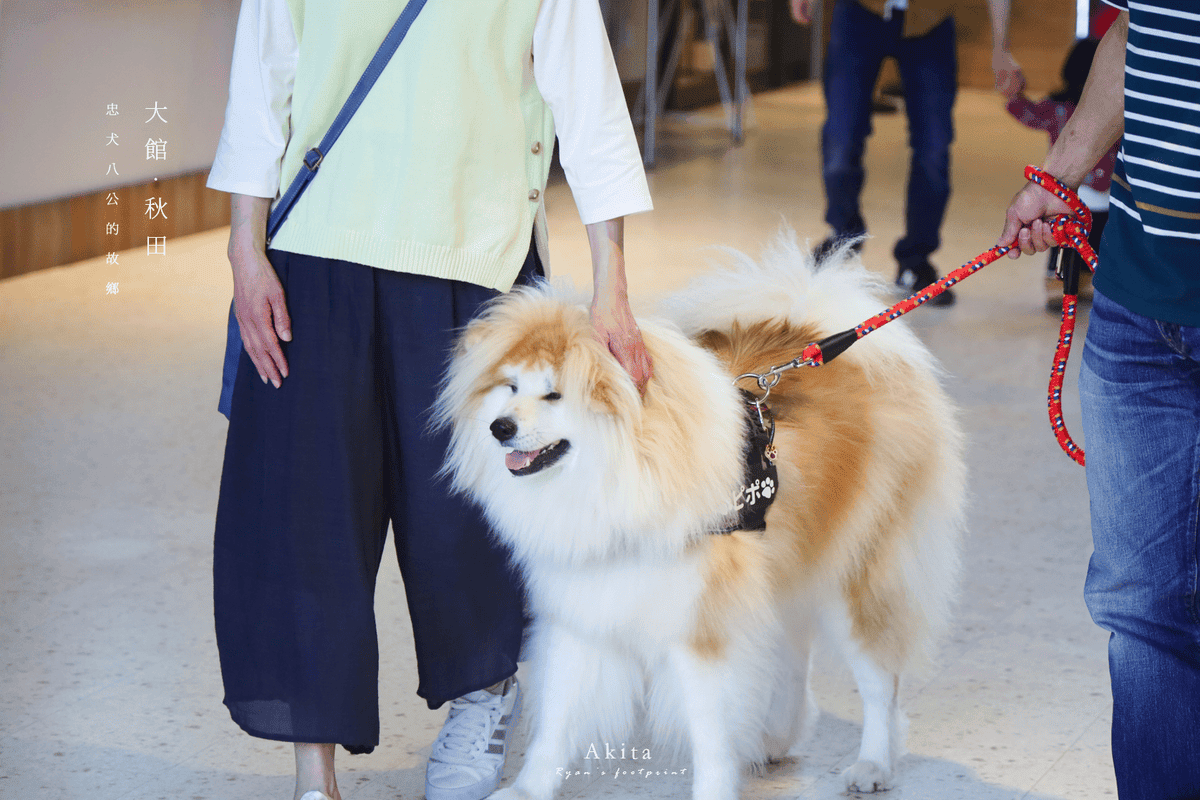 大館秋田犬.png