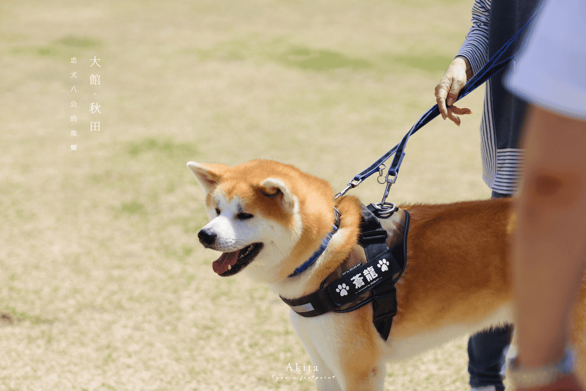 秋田景點 秋田犬之里.png
