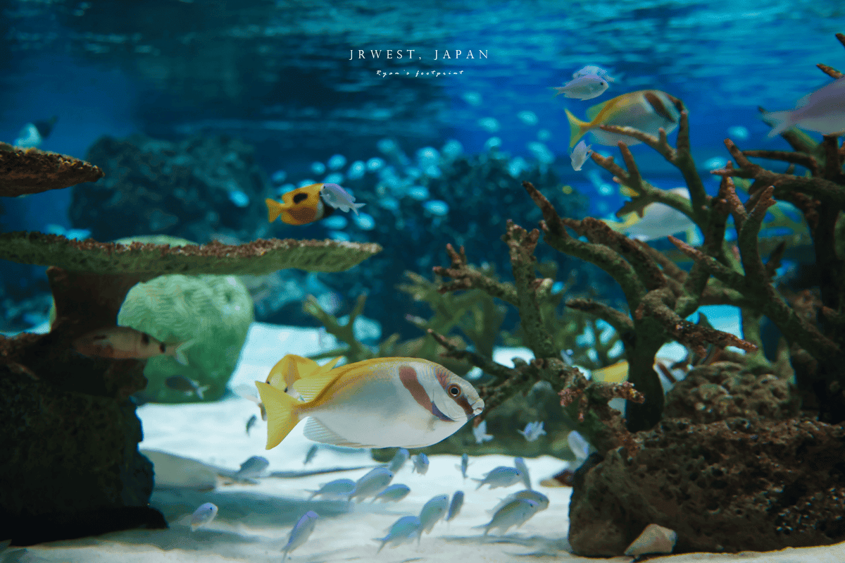 Aqua Live 海生館.png Aqua Live 海生館.png