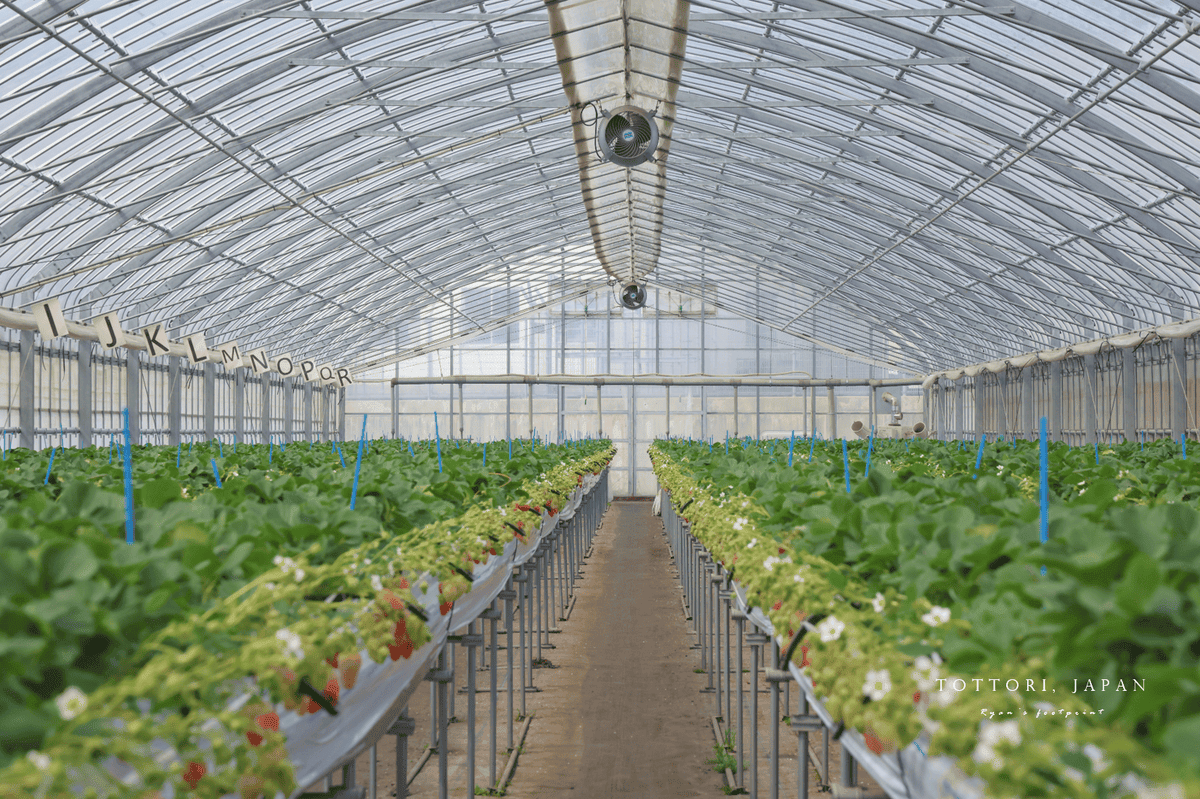 鳥取草莓 Re-tori Farm.png 鳥取草莓 Re-tori Farm.png