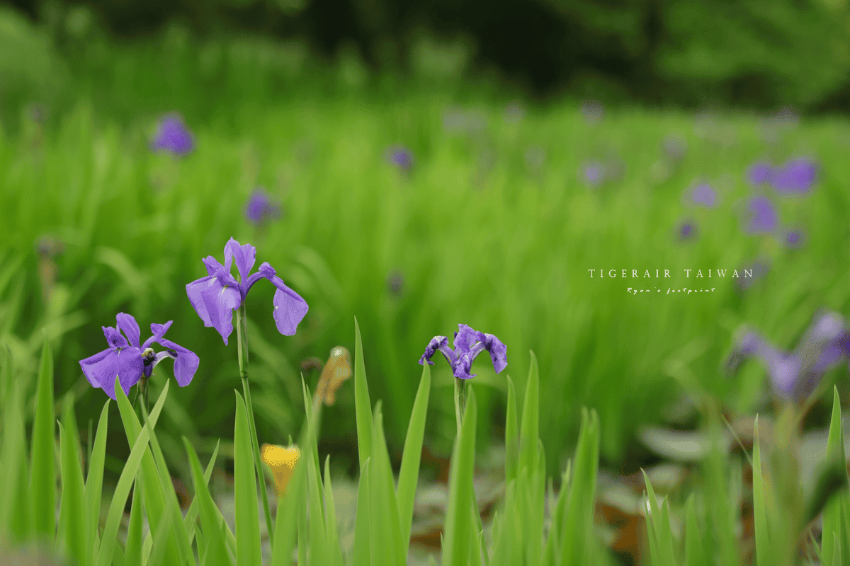 牧谷又助池鳶尾花.png