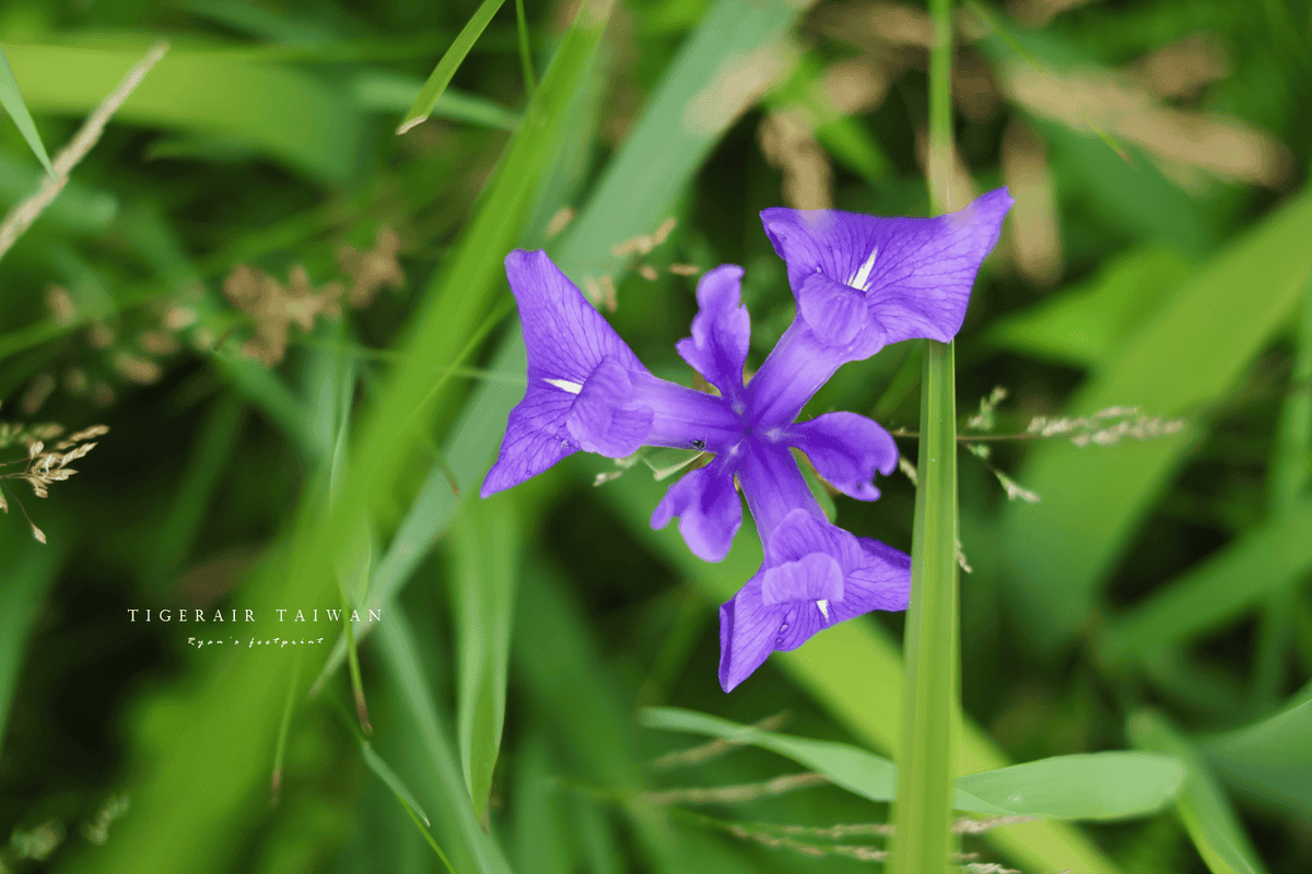 鳥取 牧谷又助池鳶尾花.png