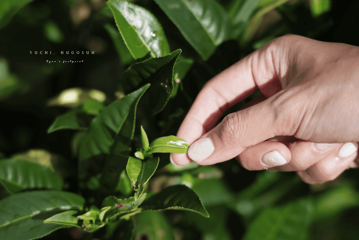 南投 親子茶園體驗.png 南投 親子茶園體驗.png