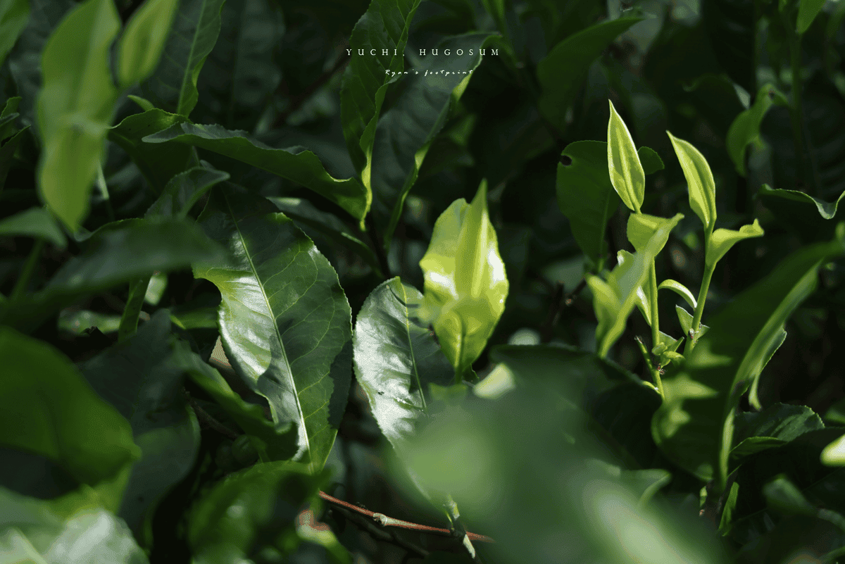 南投 茶園體驗.png 南投 茶園體驗.png