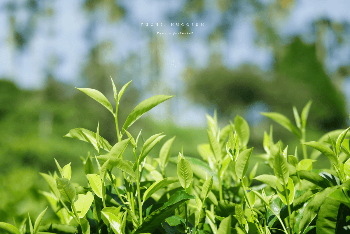 魚池景點 和菓森林.png 魚池景點 和菓森林.png