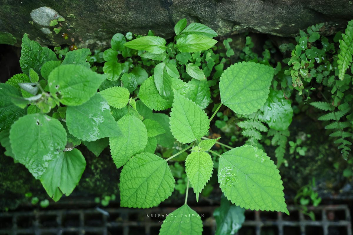【瑞芳】浪淘盡後的山城：瑞芳 – 金芒舞秋風 九份一日遊｜深訪記憶之外的九份印象 手作芒花關守石、手做芋圓體驗. 不厭亭芒花海. 福山宮